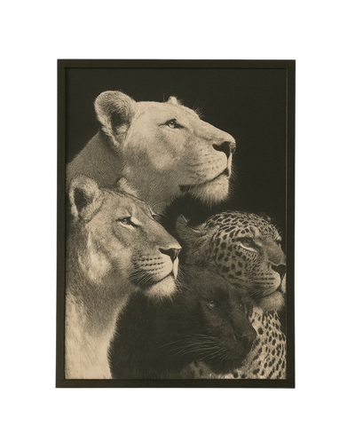 Wild Loyalty